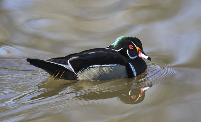 Wood Duck