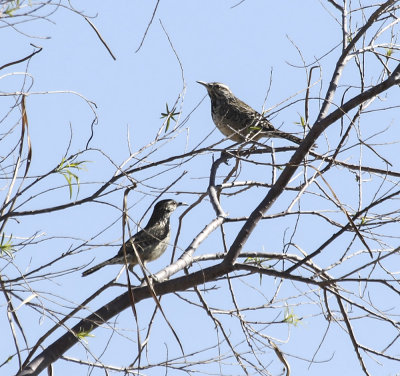 Cactus Wren