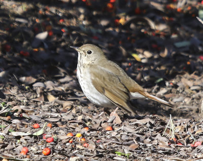 Hermit Thrush