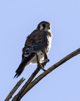 American Kestrel