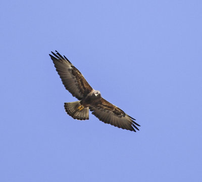 Swainson's Hawk
