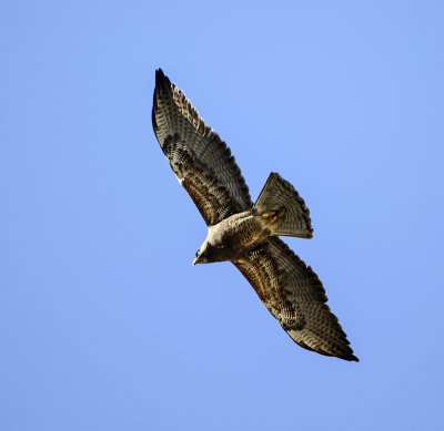 Swainson's Hawk