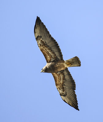 Swainson's Hawk