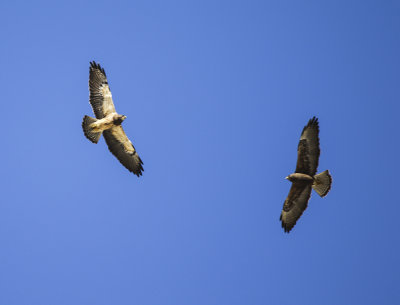 Swainson's Hawk