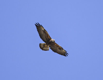 Swainson's Hawk