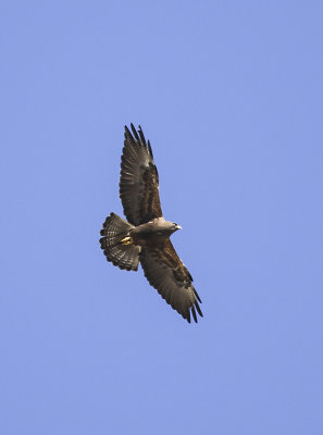 Swainson's Hawk