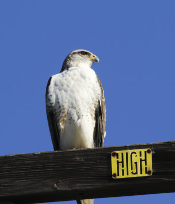 Ferruginous Hawk