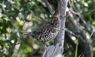 Ruffed Grouse