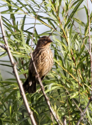 Savannah Sparrow