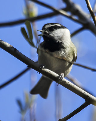 Mountain Chickadee