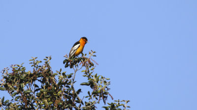 Bullock's Oriole