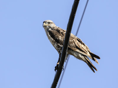 Ferruginous Hawk