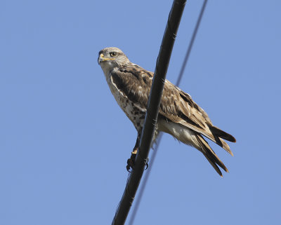 Ferruginous Hawk