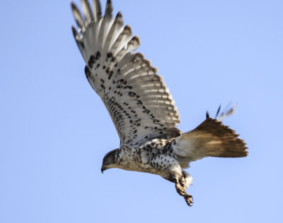 Ferruginous Hawk