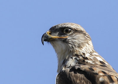 Ferruginous Hawk