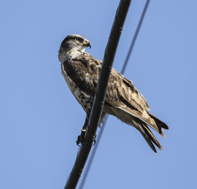 Ferruginous Hawk