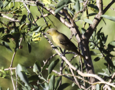 Bullock's Oriole