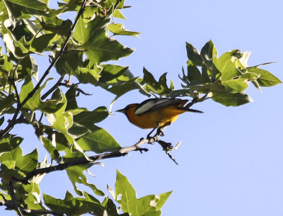 Bullock's Oriole