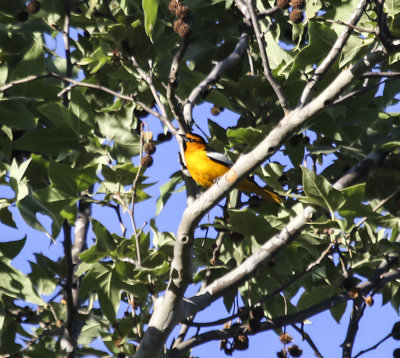 Bullock's Oriole