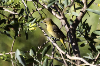 Bullock's Oriole