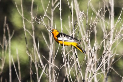 Bullock's Oriole