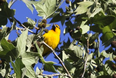 Bullock's Oriole