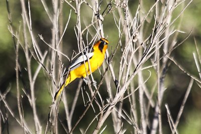 Bullock's Oriole