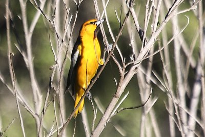 Bullock's Oriole