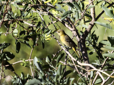 Bullock's Oriole