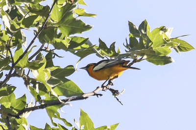 Bullock's Oriole