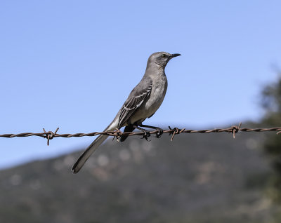 Northern Mockingbird