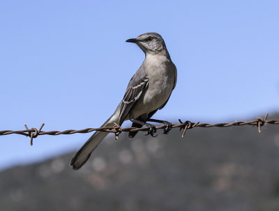 Northern Mockingbird