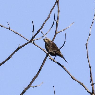 Bronzed Cowbird