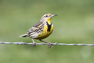 Western Meadowlark