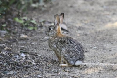 Cottontail Rabbit 