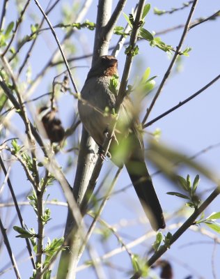 Brown-headed Cowbird