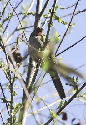Brown-headed Cowbird