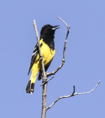 Scott's Oriole