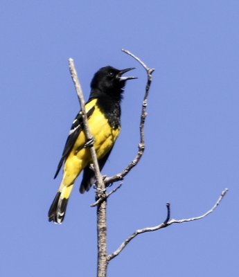 Scott's Oriole