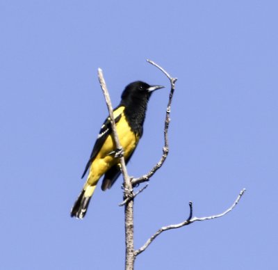 Scott's Oriole