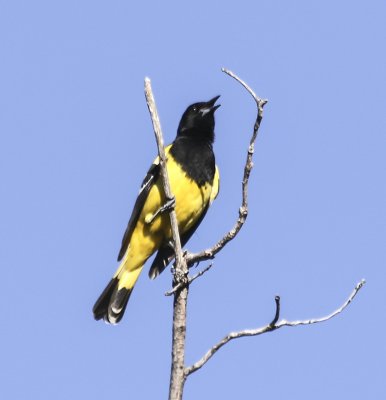 Scott's Oriole