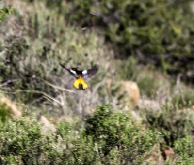 Bullock's Oriole