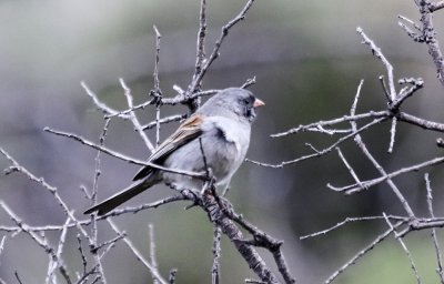 Black-chinned Sparrow