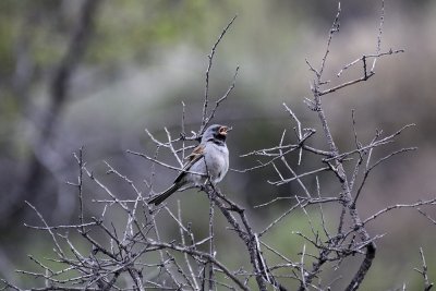 Black-chinned Sparrow