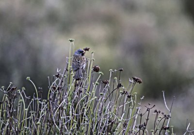 Black-chinned Sparrow