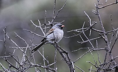 Black-chinned Sparrow