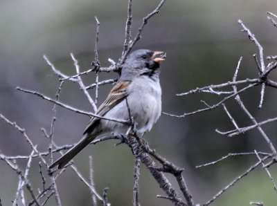 Black-chinned Sparrow