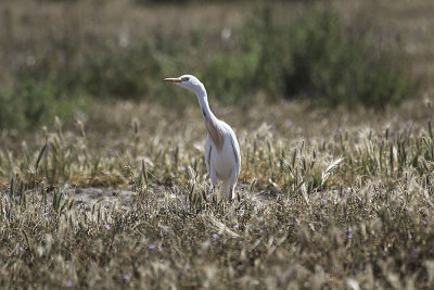 Cattle Egrets