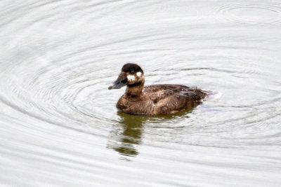 Black Scoter