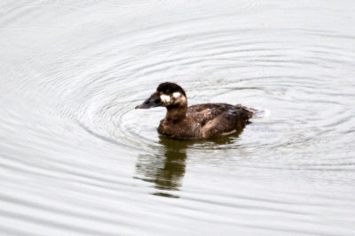Black Scoter